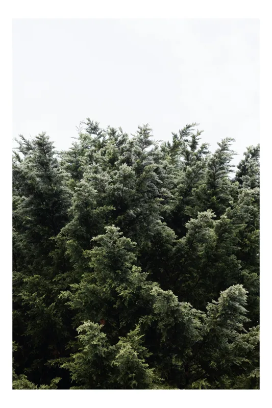 Tablou Canvas, "Pinii verzi se înalță spre cer", Verde, Frunziș, Natură, Arbori, Cer, Vârfuri, Înalt, Calm, Relaxare, Peisaj, 39 x 54 cm