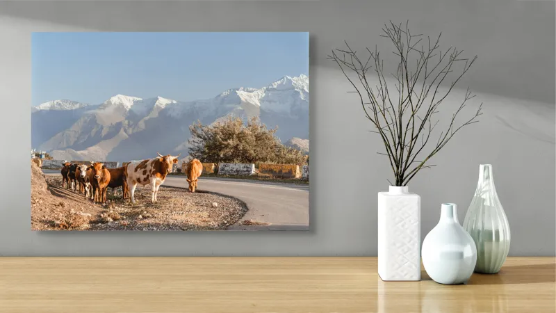Tablou Canvas, "Vacile drumețe pe șosea montană", Vacile, Drum, Munte, Zăpadă, Cer, Peisaj, Culoare, Copaci, 70 x 50 cm – poza 3