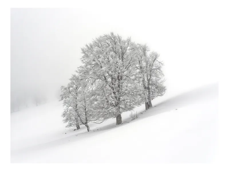 Tablou Canvas, "Tăcerea iernii în pădure albăstruie", Copaci, Zăpadă, Ceață, Iarnă, Singurătate, Peisaj, Alb, Natură, Liniște, 54 x 39 cm