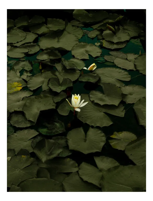 Tablou Canvas, "Floare de lotus în amurg liniștit", Frumusețe, Tranquilitate, Contrast, Natură, Serinitate, Liniște, 70 x 100 cm