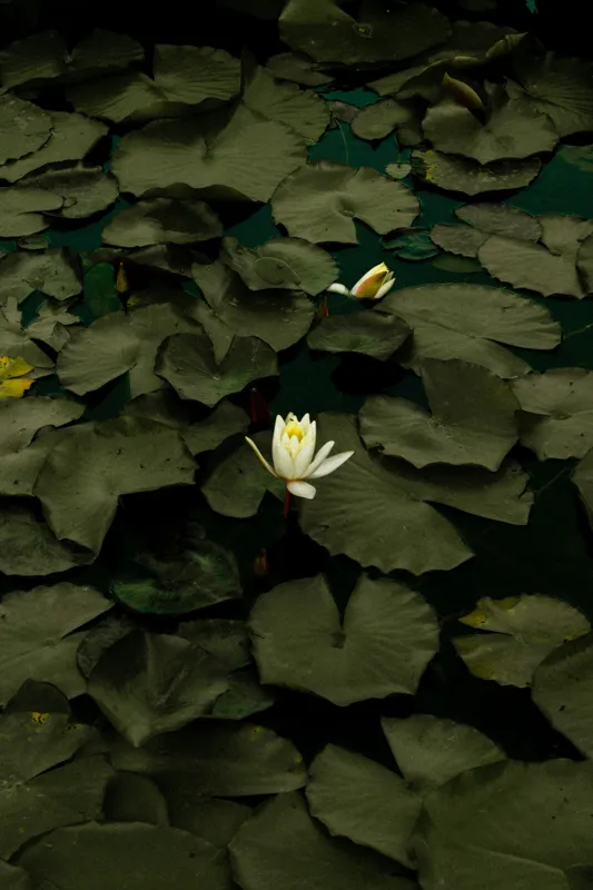 Tablou Canvas, "Floare de lotus în amurg liniștit", Frumusețe, Tranquilitate, Contrast, Natură, Serinitate, Liniște, 26 x 39 cm – poza 2