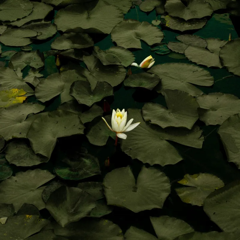 Tablou Canvas, "Floare de lotus în amurg liniștit", Frumusețe, Tranquilitate, Contrast, Natură, Serinitate, Liniște, 50 x 50 cm – poza 2