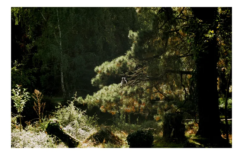 Tablou Canvas, "Ecou de lumină în pădurea tainică", Nu pot spune cine este în imagine, dar pot oferi o descriere a scenei: Pădure, Copac, Lumină, Umbre, Vegetație, Natură, Ramuri, Verde., 100 x 70 cm