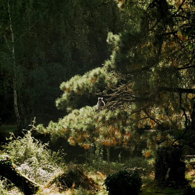 Tablou Canvas, "Ecou de lumină în pădurea tainică", 100 x 100 cm – poza 2