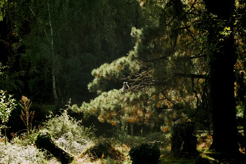 Tablou Canvas, "Ecou de lumină în pădurea tainică", Nu pot spune cine este în imagine, dar pot oferi o descriere a scenei: Pădure, Copac, Lumină, Umbre, Vegetație, Natură, Ramuri, Verde., 39 x 26 cm – poza 2