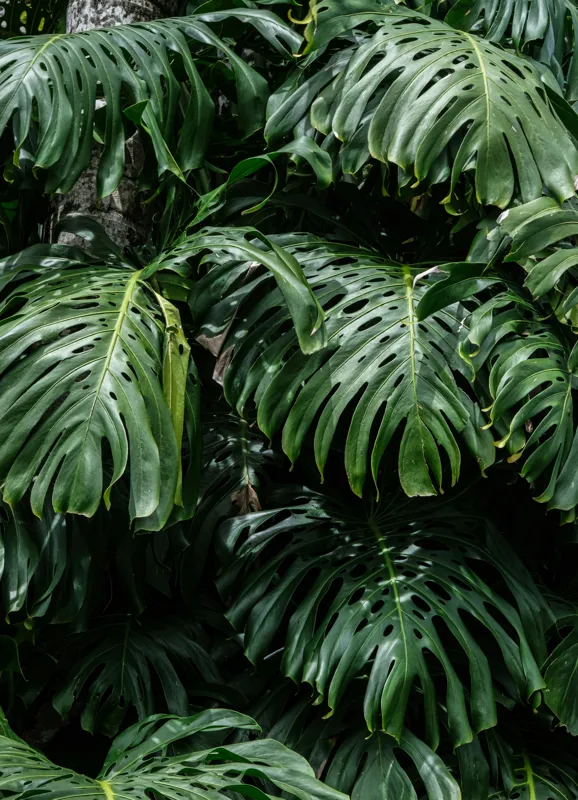 Tablou Canvas, "Frumusețea luxuriantă a naturii tropicale", Verde, Frunze, Tropical, Luxuriant, Umbră, Natură, Exotic, Textură, 39 x 54 cm – poza 2