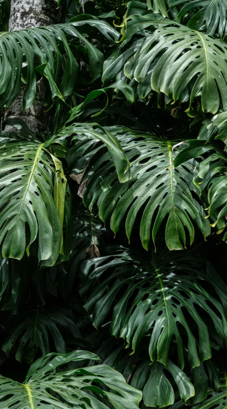 Tablou Canvas, "Frumusețea luxuriantă a naturii tropicale", Verde, Frunze, Tropical, Luxuriant, Umbră, Natură, Exotic, Textură, 50 x 90 cm – poza 2