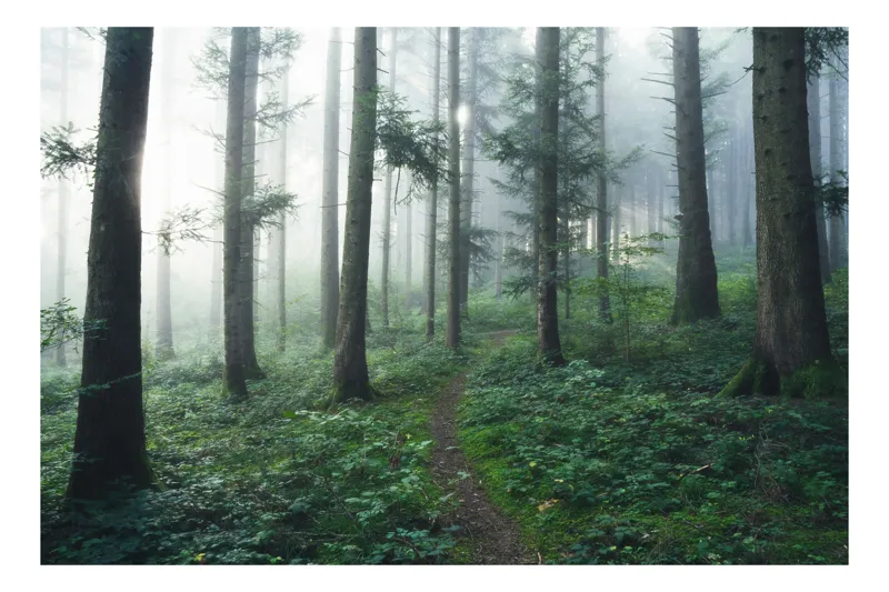 Tablou Canvas, "Cărare prin pădurea învăluită în ceață", Mister, Lumină, Verdeață, Cărare, Arbori, Pădure, Frunziș, Seninătate, Abur, Ploios, 54 x 39 cm