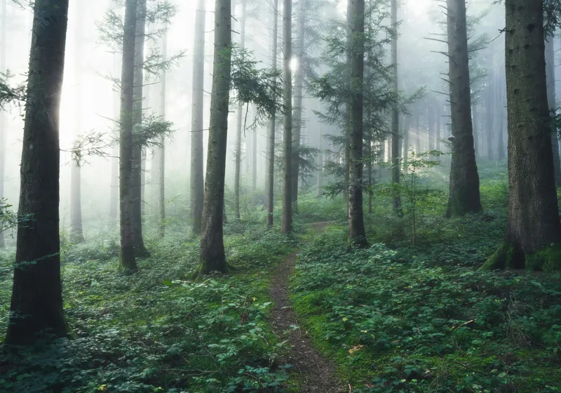 Tablou Canvas, "Cărare prin pădurea învăluită în ceață", Mister, Lumină, Verdeață, Cărare, Arbori, Pădure, Frunziș, Seninătate, Abur, Ploios, 100 x 70 cm – poza 2