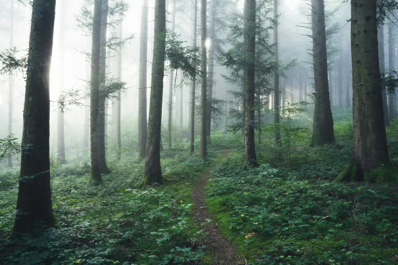 Tablou Canvas, "Cărare prin pădurea învăluită în ceață", Mister, Lumină, Verdeață, Cărare, Arbori, Pădure, Frunziș, Seninătate, Abur, Ploios, 150 x 100 cm – poza 2