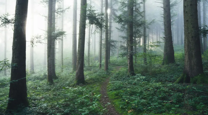 Tablou Canvas, "Cărare prin pădurea învăluită în ceață", Mister, Lumină, Verdeață, Cărare, Arbori, Pădure, Frunziș, Seninătate, Abur, Ploios, 90 x 50 cm – poza 2