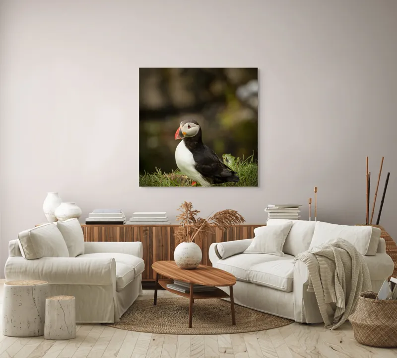 Tablou Canvas, "Papagal de mare în iarba verde", Puffin, Iarbă, Cioc, Penaj, Natură, Solitar, Frumusețe, Liniște, Observație, Curiozitate, Mediu, 100 x 100 cm – poza 3