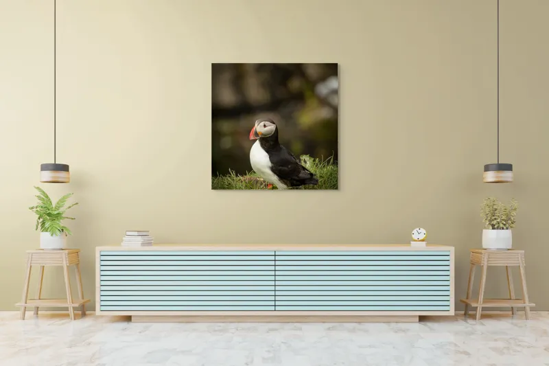 Tablou Canvas, "Papagal de mare în iarba verde", Puffin, Iarbă, Cioc, Penaj, Natură, Solitar, Frumusețe, Liniște, Observație, Curiozitate, Mediu, 100 x 100 cm – poza 5