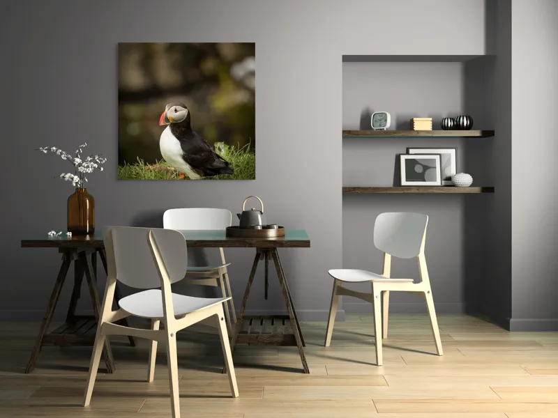 Tablou Canvas, "Papagal de mare în iarba verde", Puffin, Iarbă, Cioc, Penaj, Natură, Solitar, Frumusețe, Liniște, Observație, Curiozitate, Mediu, 100 x 100 cm – poza 6