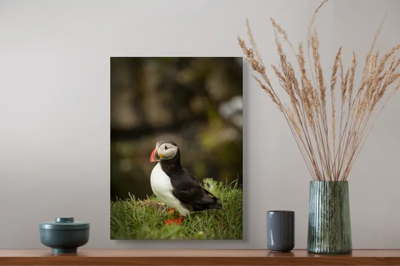 Tablou Canvas, "Papagal de mare în iarba verde", Puffin, Iarbă, Cioc, Penaj, Natură, Solitar, Frumusețe, Liniște, Observație, Curiozitate, Mediu, 39 x 54 cm – poza 3