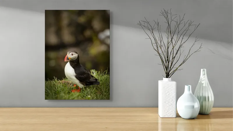 Tablou Canvas, "Papagal de mare în iarba verde", Puffin, Iarbă, Cioc, Penaj, Natură, Solitar, Frumusețe, Liniște, Observație, Curiozitate, Mediu, 39 x 54 cm – poza 4