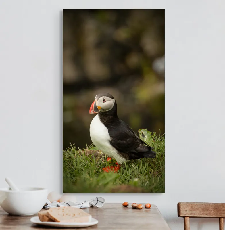 Tablou Canvas, "Papagal de mare în iarba verde", Puffin, Iarbă, Cioc, Penaj, Natură, Solitar, Frumusețe, Liniște, Observație, Curiozitate, Mediu, 50 x 90 cm – poza 3