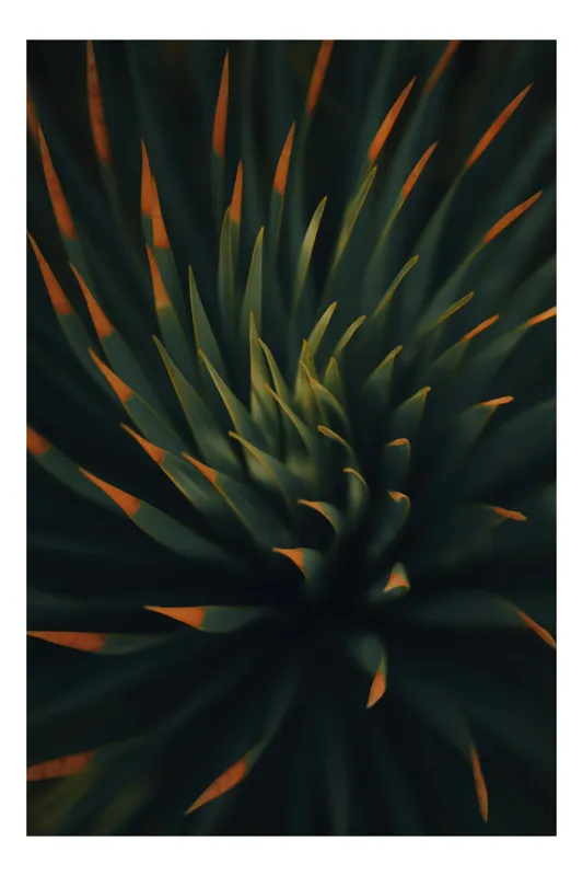 Tablou Canvas, "Frumusețea frunzelor de agavă în spirală", Frunze, Întunecat, Apus, Succulentă, Spirală, Ascuțite, Verde, Portocaliu, Contrast, Natură, Textură, 50 x 50 cm
