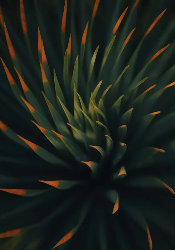 Tablou Canvas, "Frumusețea frunzelor de agavă în spirală", Frunze, Întunecat, Apus, Succulentă, Spirală, Ascuțite, Verde, Portocaliu, Contrast, Natură, Textură, 70 x 100 cm – poza 2
