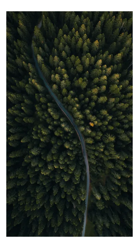 Tablou Canvas, "Drumul șerpuitor printre brazi verzi", Pădure, Drum, Verde, Copaci, Natură, Aerian, Serpentină, Vedere, Peisaj, Frunziș, 39 x 54 cm