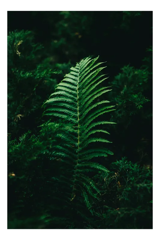Tablou Canvas, "Frunză de ferigă în umbră verde", Frunză, Verde, Natură, Fern, Umbre, Vegetație, Întuneric, 39 x 54 cm