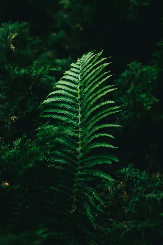 Tablou Canvas, "Frunză de ferigă în umbră verde", Frunză, Verde, Natură, Fern, Umbre, Vegetație, Întuneric, 26 x 39 cm – poza 2