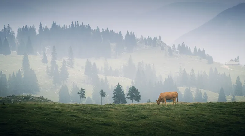 Tablou Canvas, "Văcuța solitară pe câmpul de munte", Nor, Vârfuri, Pini, Vaci, Iarbă, Lumină, Ceață, Peisaj, Tranquilitatea, Natură, 90 x 50 cm – poza 2