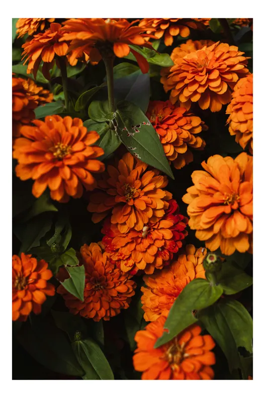 Tablou Canvas Flori Zinnia Portocalii Natură Frunze Bogăție, 50 x 90 cm