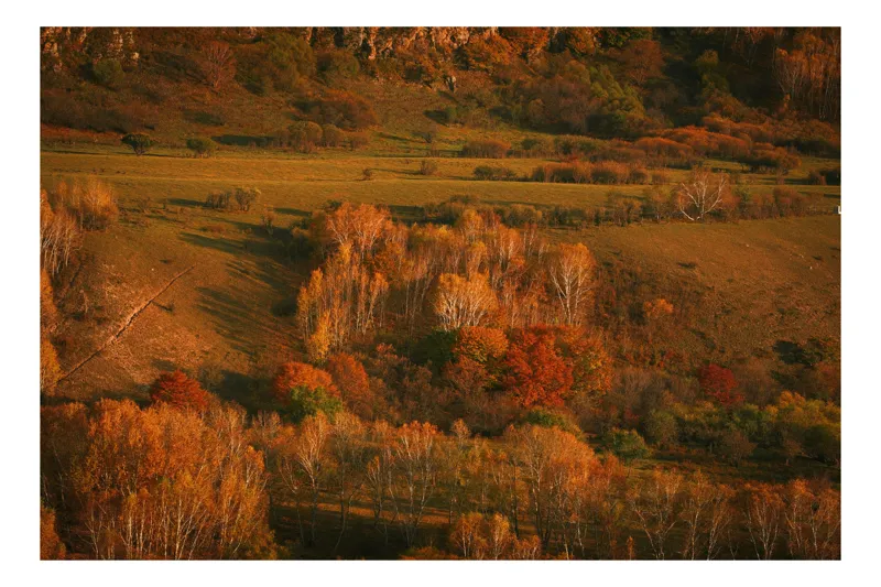 Tablou Canvas, "Pădurea înveșmântată în culori de toamnă", Toamnă, Peisaj, Pădure, Culori, Armonie, Natură, Frunze, Apus, Dealuri, Lumină, Umbre, Vegetație, Seară, Încântare, 50 x 50 cm