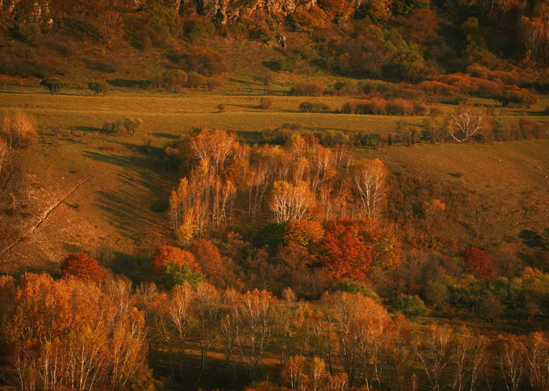 Tablou Canvas, "Pădurea înveșmântată în culori de toamnă", Toamnă, Peisaj, Pădure, Culori, Armonie, Natură, Frunze, Apus, Dealuri, Lumină, Umbre, Vegetație, Seară, Încântare, 70 x 50 cm – poza 2