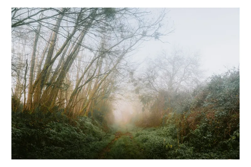 Tablou Canvas, "Poteca prin pădurea învăluită în ceață", Ceață, Copaci, Potecă, Vegetație, Atmosferic, Tranquil, Natură, Dimineață, Mistic, Liniște, 54 x 39 cm