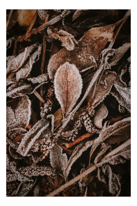 Tablou Canvas, "Frunzele înghețate ale iernii timpurii", Frunze, Gheață, Textură, Natură, Iarnă, Detaliu, Maroniu, Rece, Fragilitate, Contrast, 26 x 39 cm