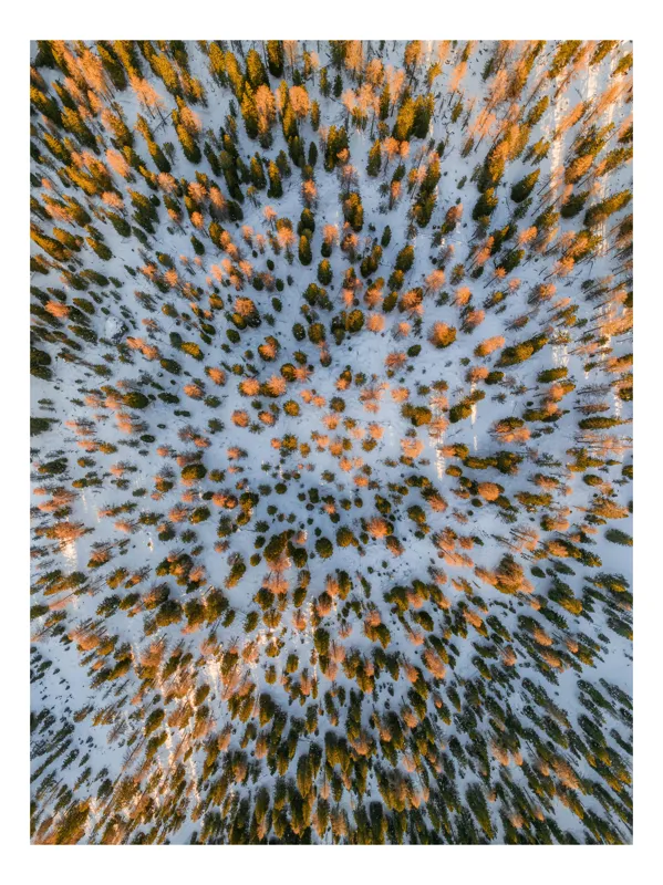 Tablou Canvas, "Armonie de culori în pădurea înghețată", Pădure, Zăpadă, Aerian, Înghețat, Tablou, Simetrie, Peisaj, Frumusețe, 50 x 70 cm