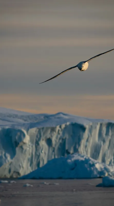 Tablou Canvas, "Pasărea singuratică deasupra ghețarului arctic", Cer, Gheață, Pasăre, Munte, Orizont, Apus, Natură, Liniște, Frig, Zbor, 50 x 90 cm – poza 2