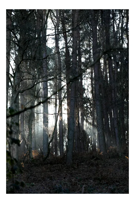 Tablou Canvas, "Lumina printre copacii pădurii tăcute", Pădure, Lumină, Copaci, Mister, Umbre, Natură, Tranquilitate, Aventură, 100 x 100 cm