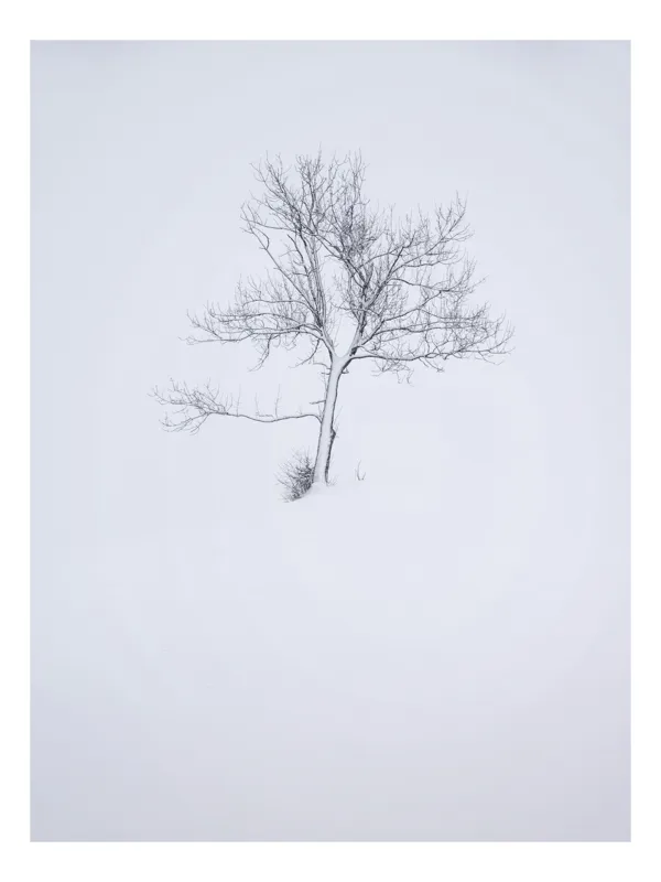 Tablou Canvas, "Singurătatea unui copac în zăpadă", Copac, Singurătate, Zăpadă, Minimalism, Iarnă, Tăcere, Puritate, Alb, Frig, Natură, 100 x 150 cm