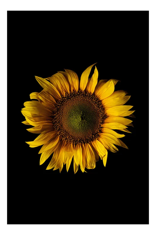 Tablou Canvas, "Floarea soarelui în întuneric total", Floare, Soare, Galben, Luminozitate, Simetrie, Natură, Contrast, Petale, Frumusețe, Simplificare, 50 x 50 cm