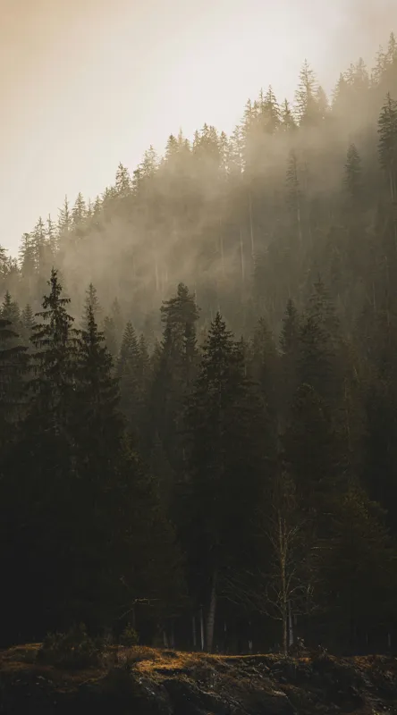 Tablou Canvas, "Ceața mistică printre brazi falnici", Pini, Ceață, Amurg, Natură, Mister, Siluete, Calm, Frumusețe, Pădure, Umbre, 50 x 90 cm – poza 2
