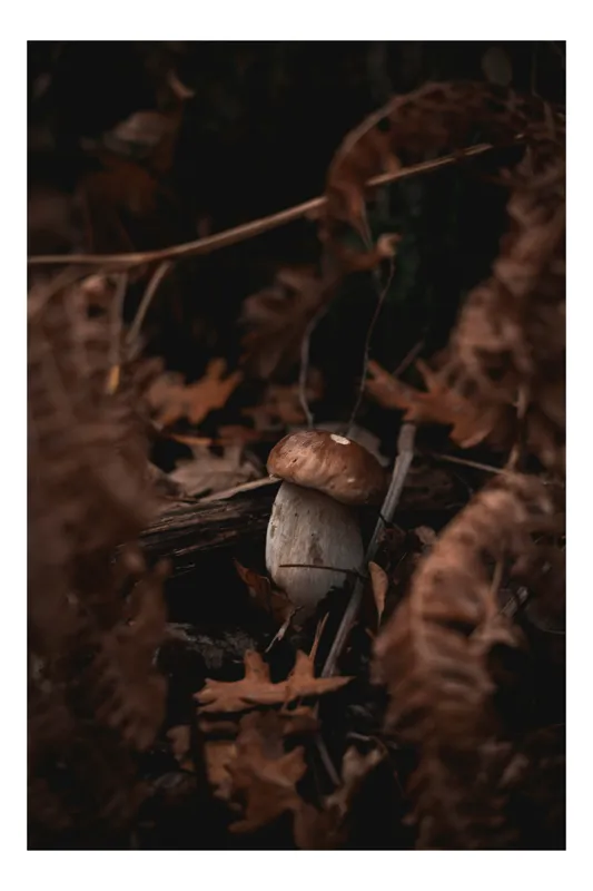 Tablou Canvas, "Ciupercă solitară între frunze uscate", Ciupercă, Natural, Pădure, Toamnă, Frunze, Misterios, Pământiu, Tainic, Liniște, Umbră, 50 x 90 cm