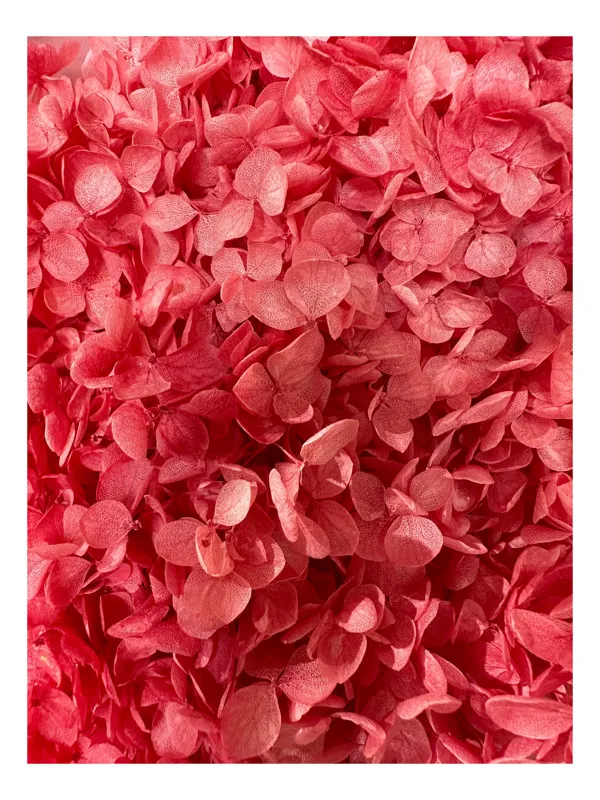 Tablou Canvas, "Splendoarea delicată a florilor uscate", Flori, Roz, Textura, Plante, Petale, Delicat, Abundenta, Naturalețe, 39 x 54 cm