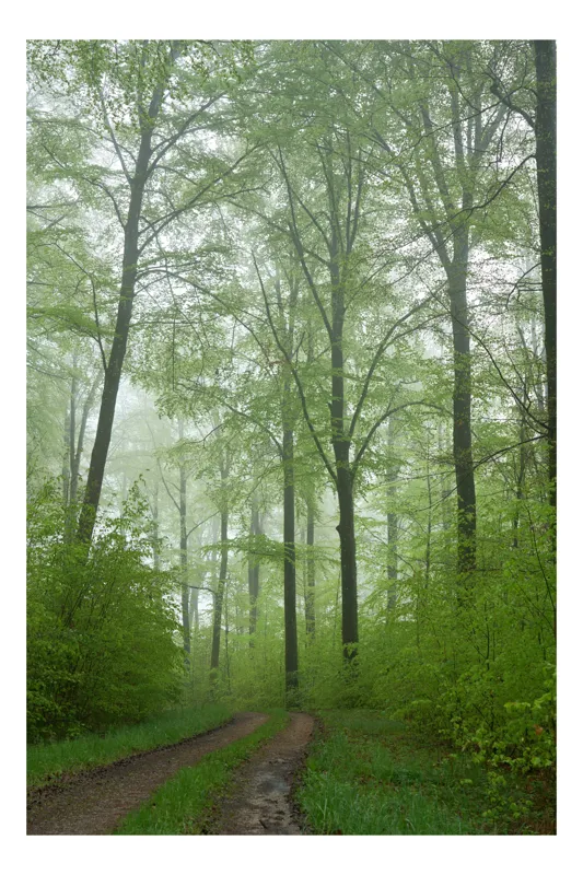 Tablou Canvas, "Pădurea învăluită în ceață misterioasă", Verde, Pădure, Ceață, Cărare, Copaci, Natură, Seninătate, Primăvară, Liniște, Vegetație, 26 x 39 cm