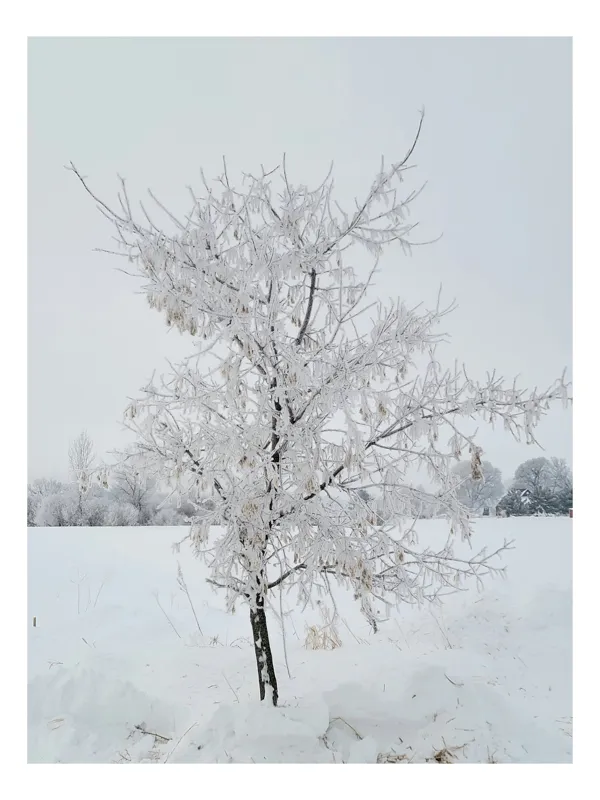 Tablou Canvas, "Pom înghețat într-un peisaj de iarnă", Alb, Înghețat, Singuratic, Rece, Calm, Pur, Fragil, Îngheț, Iarnă, Liniște, 70 x 100 cm
