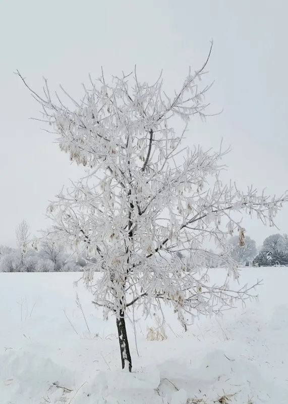 Tablou Canvas, "Pom înghețat într-un peisaj de iarnă", Alb, Înghețat, Singuratic, Rece, Calm, Pur, Fragil, Îngheț, Iarnă, Liniște, 50 x 70 cm – poza 2