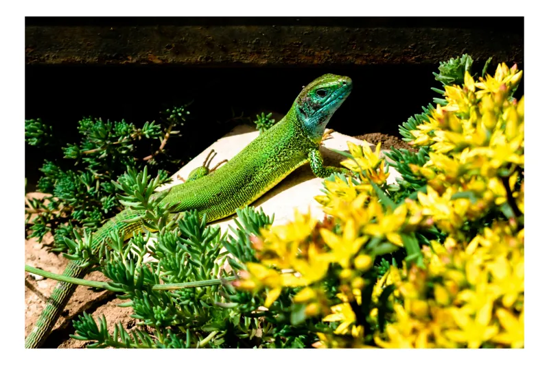 Tablou Canvas, "Șopârla verde printre flori galbene", Șopârlă, Verde, Galben, Flori, Natură, Soare, Tufișuri, Habitat, Culoare, Vivacitate, 150 x 100 cm