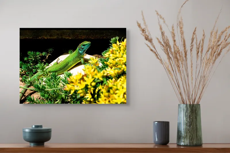 Tablou Canvas, "Șopârla verde printre flori galbene", Șopârlă, Verde, Galben, Flori, Natură, Soare, Tufișuri, Habitat, Culoare, Vivacitate, 54 x 39 cm – poza 4