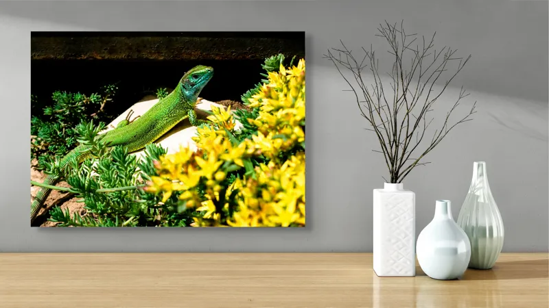 Tablou Canvas, "Șopârla verde printre flori galbene", Șopârlă, Verde, Galben, Flori, Natură, Soare, Tufișuri, Habitat, Culoare, Vivacitate, 70 x 50 cm – poza 3