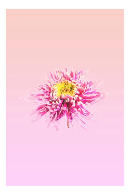 Tablou Canvas, "Floare roz pe fond pastelat", Floare, Roz, Galben, Petale, Pastel, Delicat, Artă, Natură, Gradient, Estetică, 50 x 50 cm