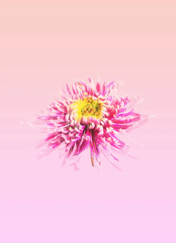 Tablou Canvas, "Floare roz pe fond pastelat", Floare, Roz, Galben, Petale, Pastel, Delicat, Artă, Natură, Gradient, Estetică, 39 x 54 cm – poza 2