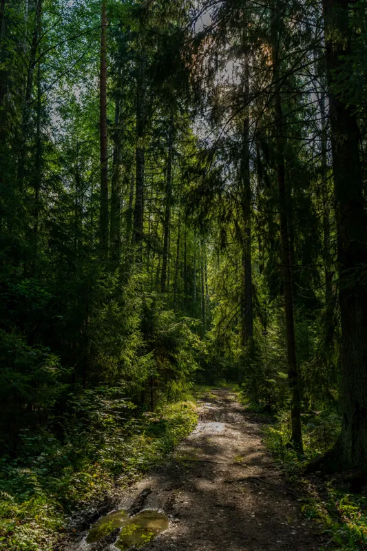 Tablou Canvas, "Razele soarelui prin desișul pădurii", Pădure, Potecă, Lumină, Umbre, Copaci, Verdeață, Tranquilitate, Natură, Aventură., 100 x 150 cm – poza 2