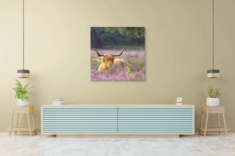 Tablou Canvas, "Vacă din Highlands printre flori mov", 100 x 100 cm – poza 5